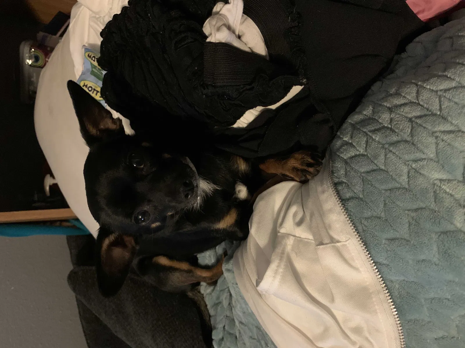 Lost dog in Albuquerque, NM, 87102