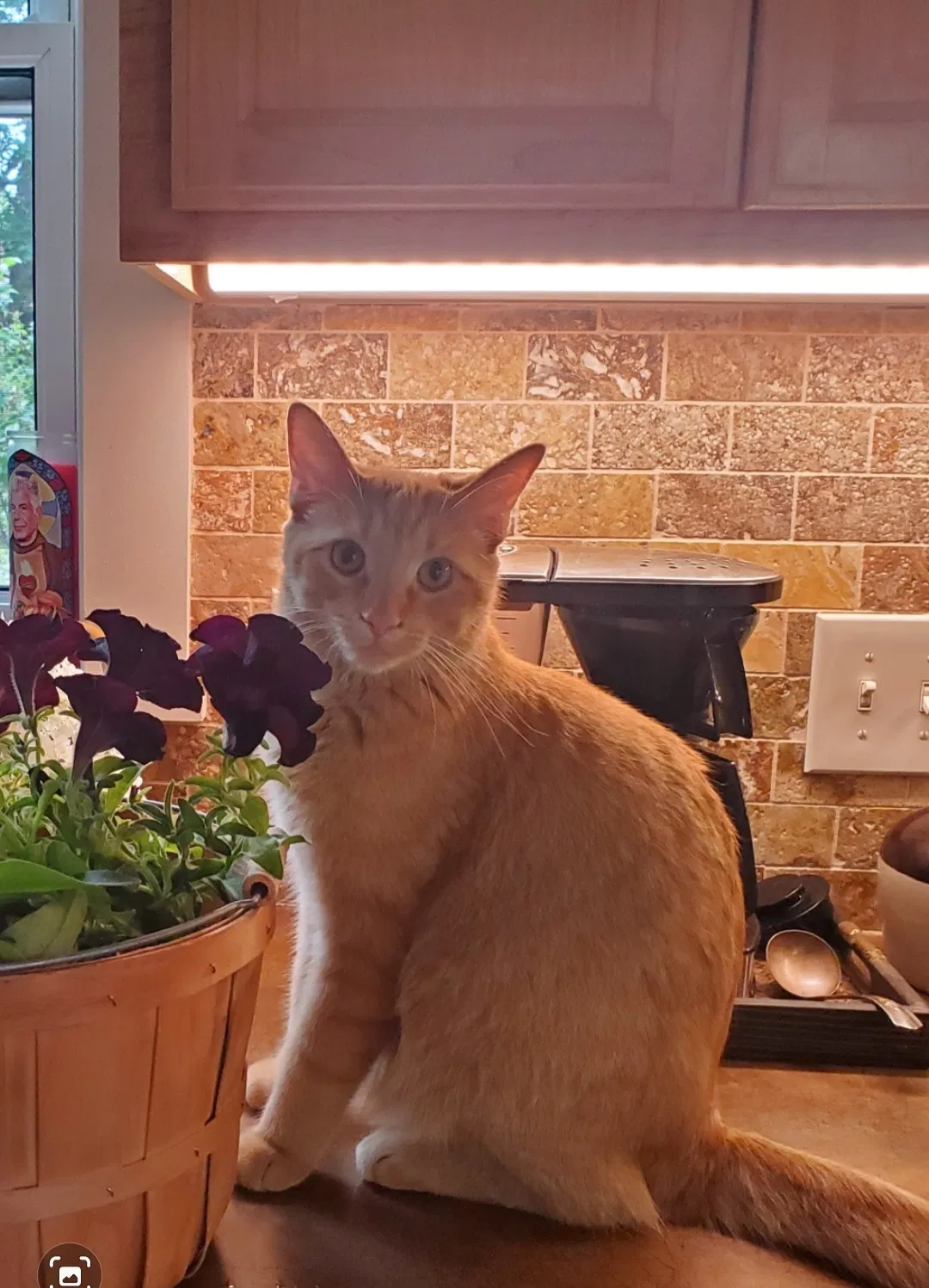 Lost cat in Saint Paul, MN, 55107