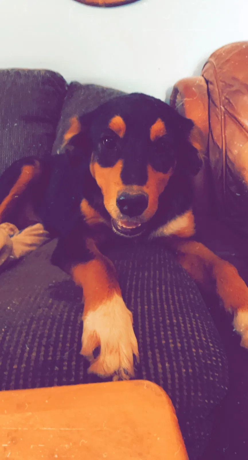 Lost dog in Clark, MO, 65243