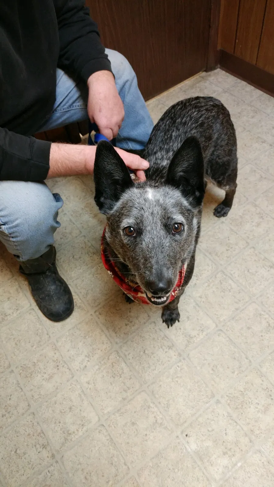 Lost dog in Shiloh, OH, 44878