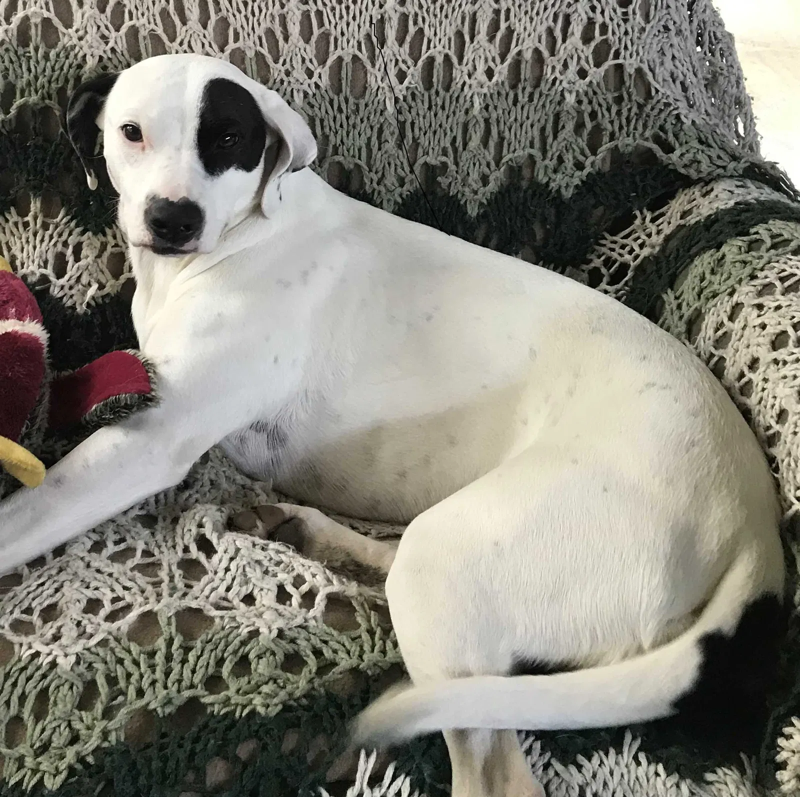 Lost dog in Sumter, SC, 29153