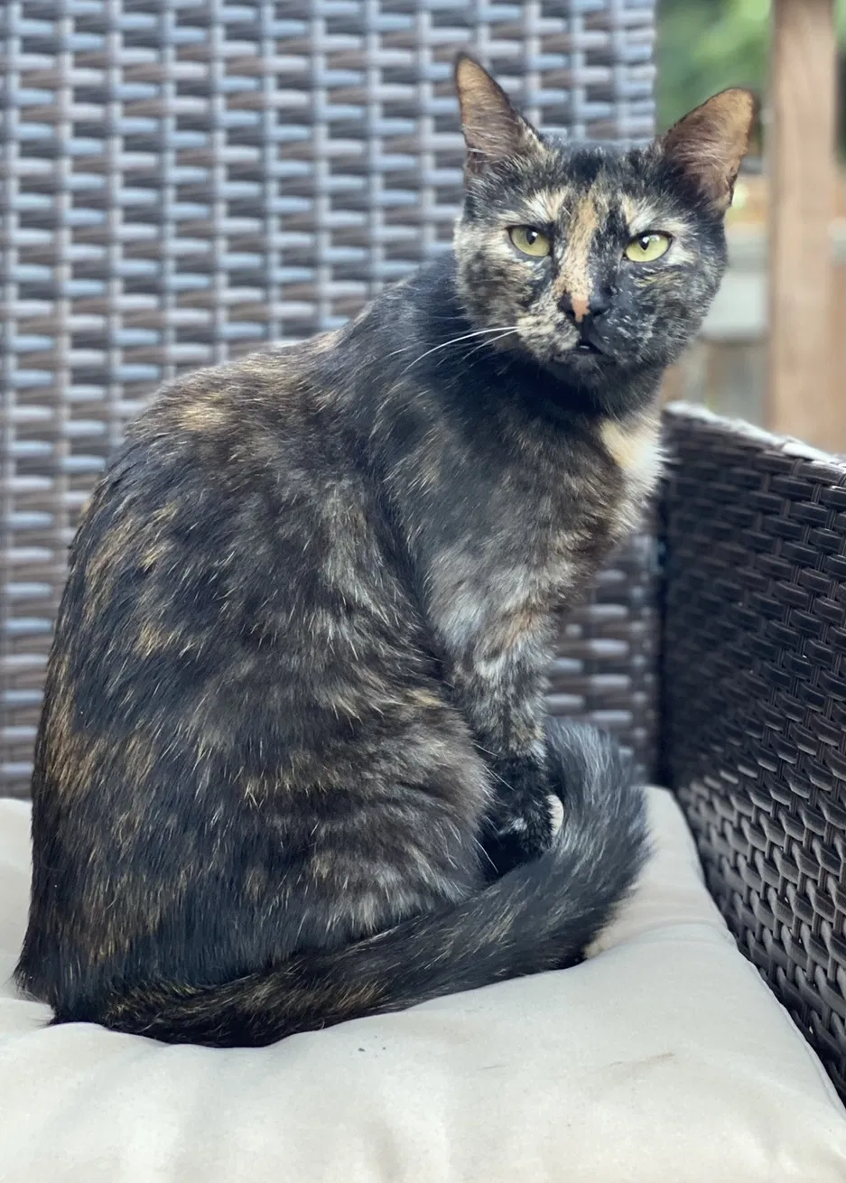 Lost cat in Portland, OR, 97230