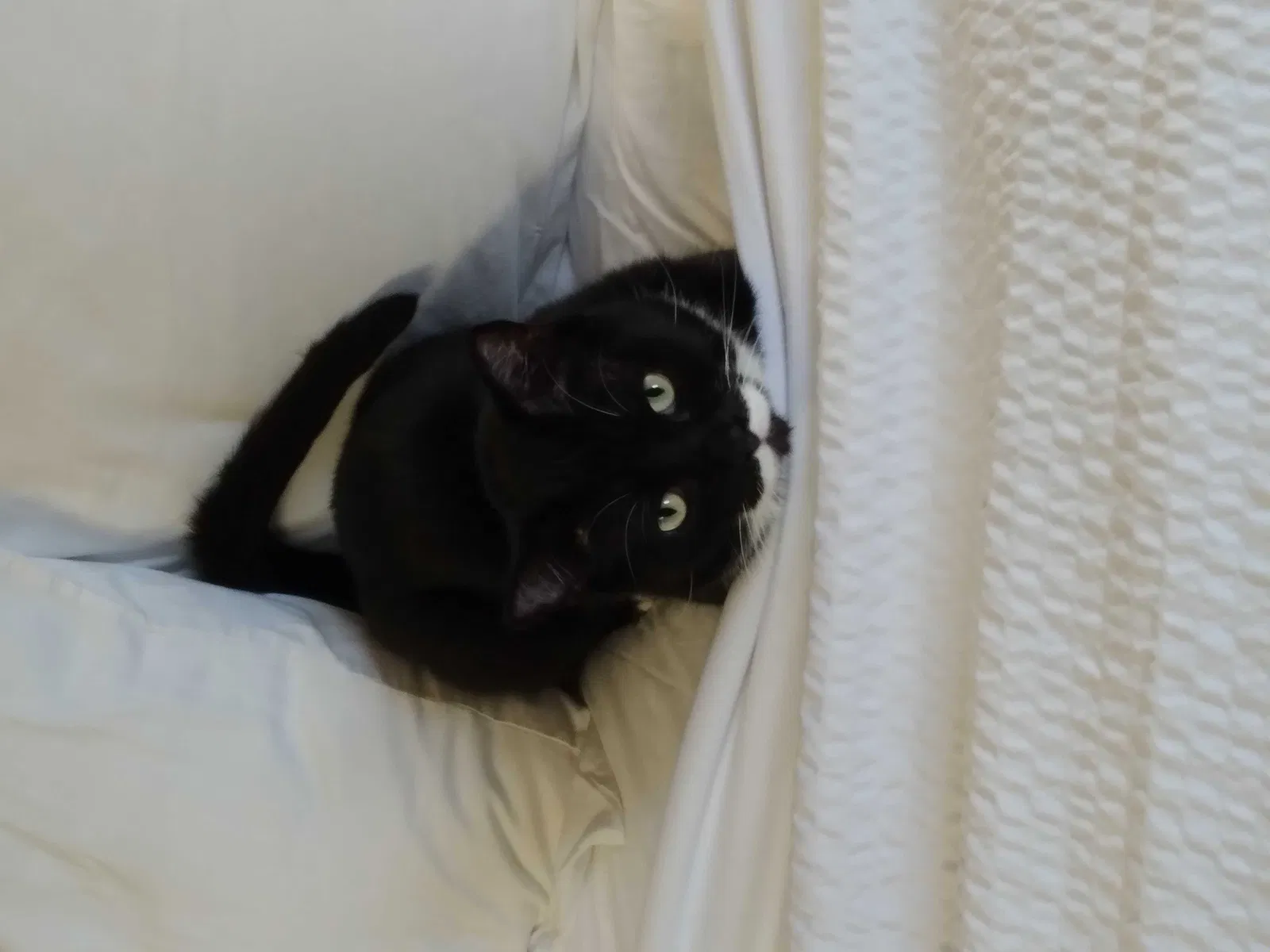 Lost cat in Dublin, OH, 43017