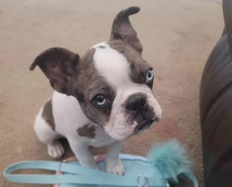 Lost dog in El Paso, TX, 79938