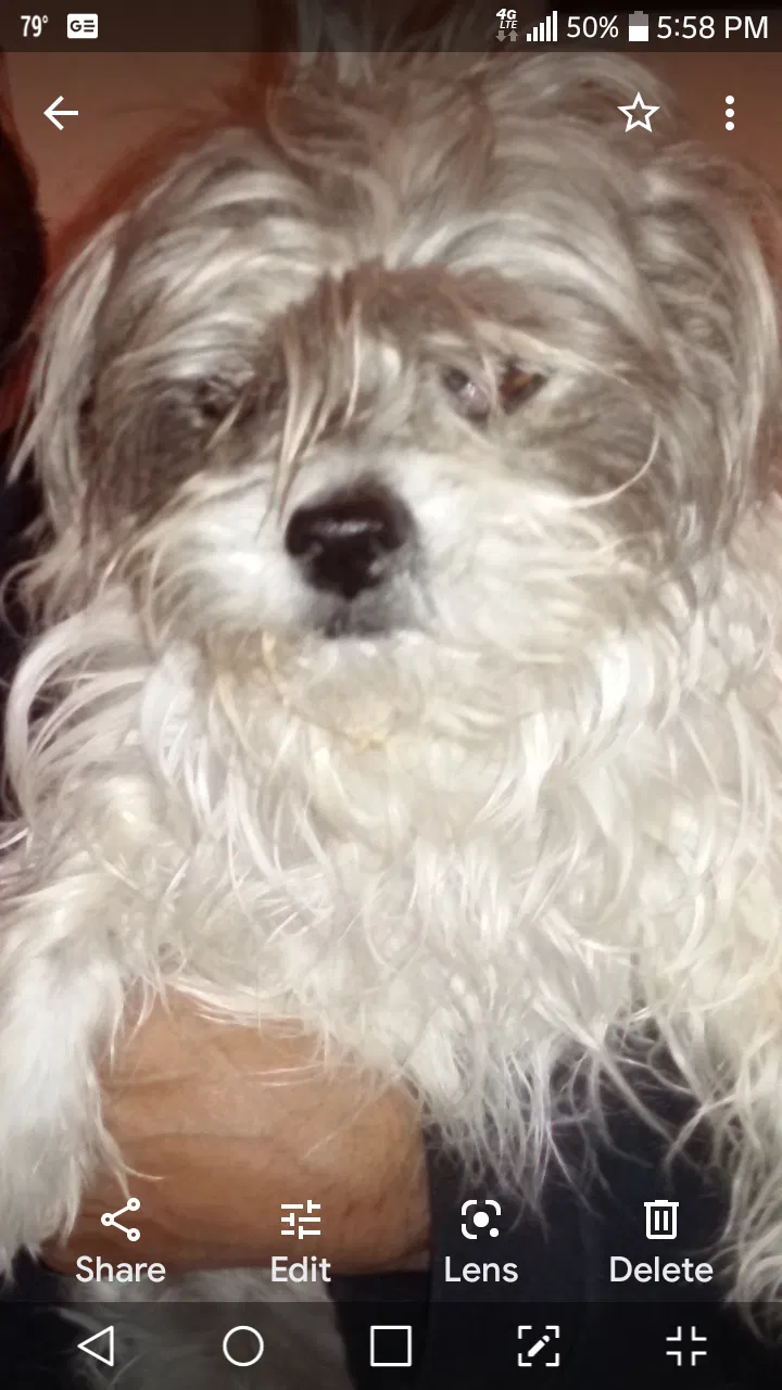 Lost dog in El Paso, TX, 79936