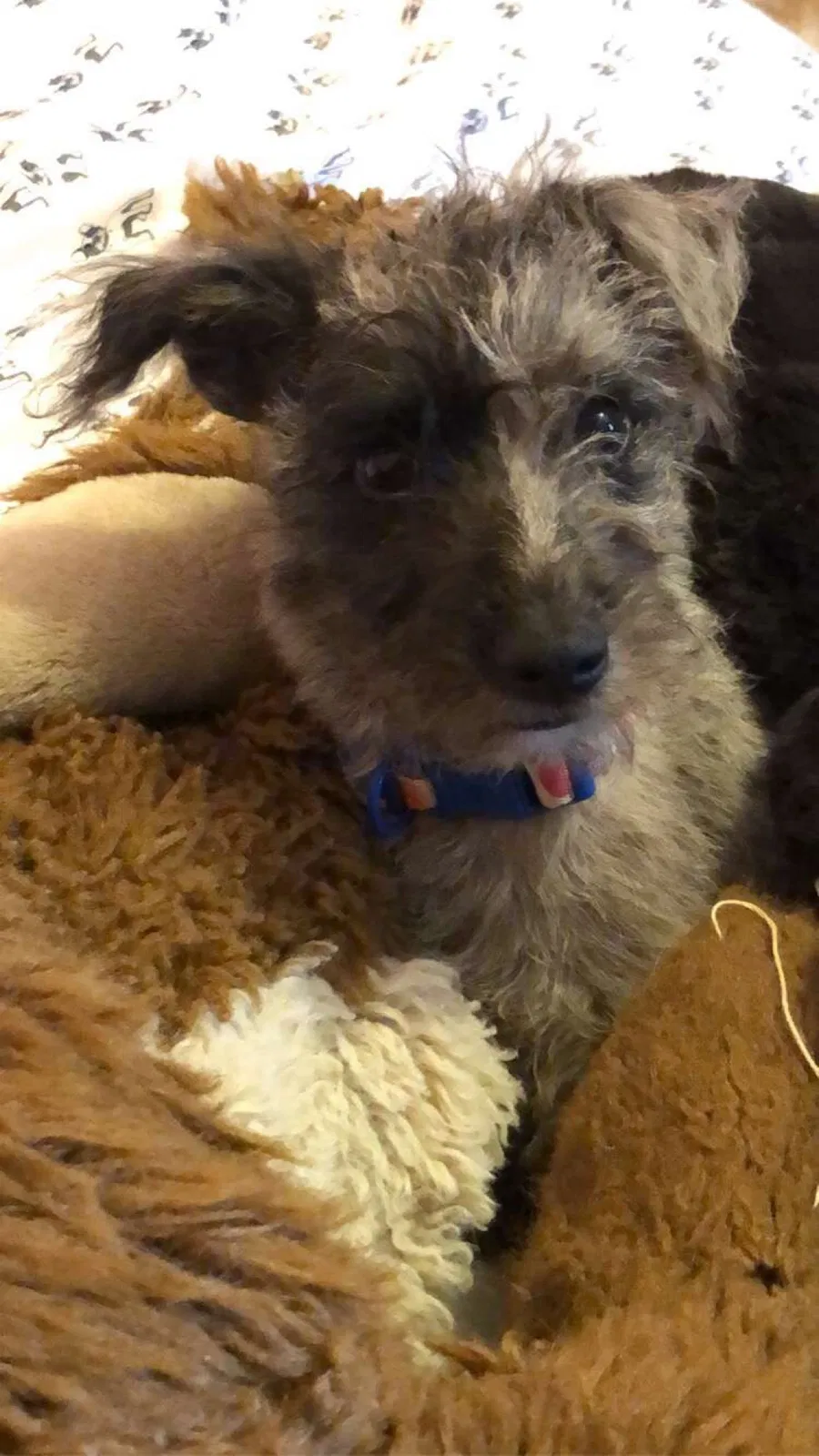 Lost dog in Lenoir, NC, 28645