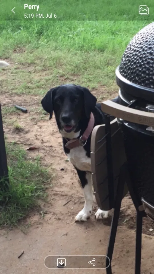 Lost dog in Hurst, TX, 76053