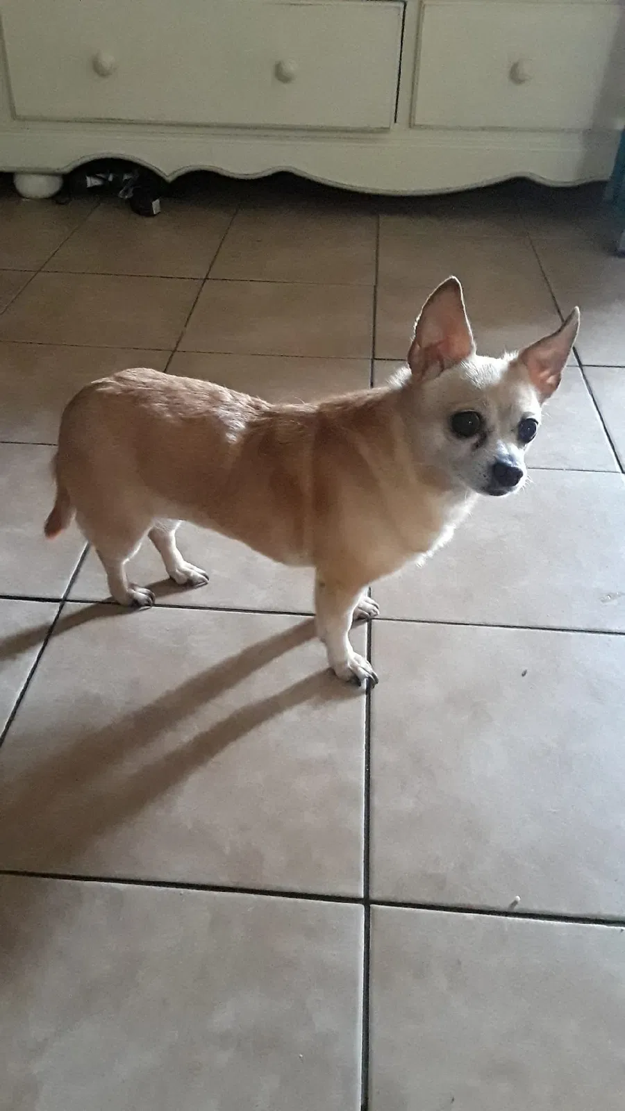 Lost dog in Garden Grove, CA, 92843