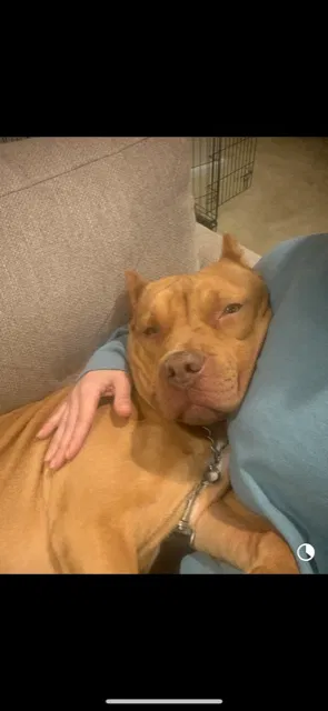 Lost dog in Atlanta, GA, 30328
