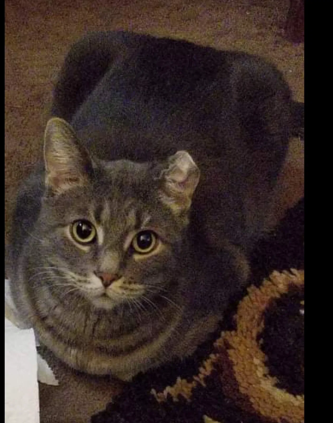 Lost cat in Chicago, IL, 60608