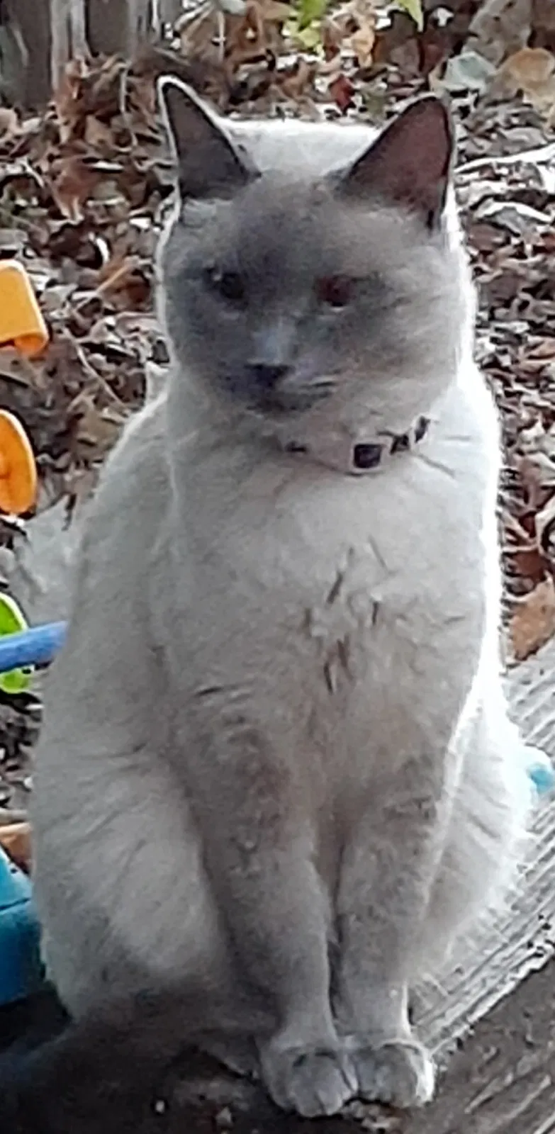 Lost cat in Ogden, UT, 84401