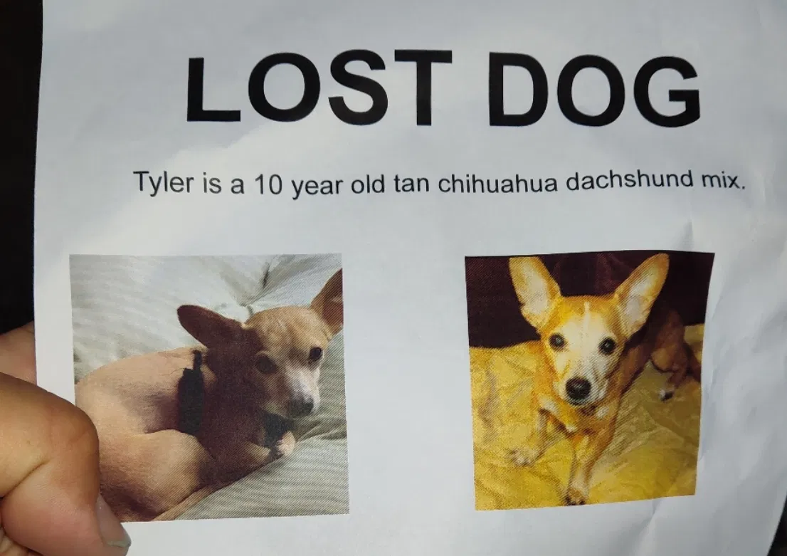 Lost dog in Holly, MI, 48442