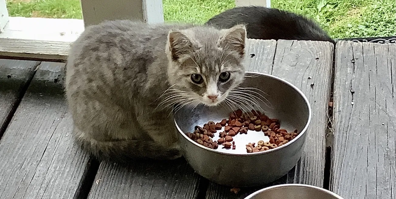 Found cat in Coatesville, PA, 19320