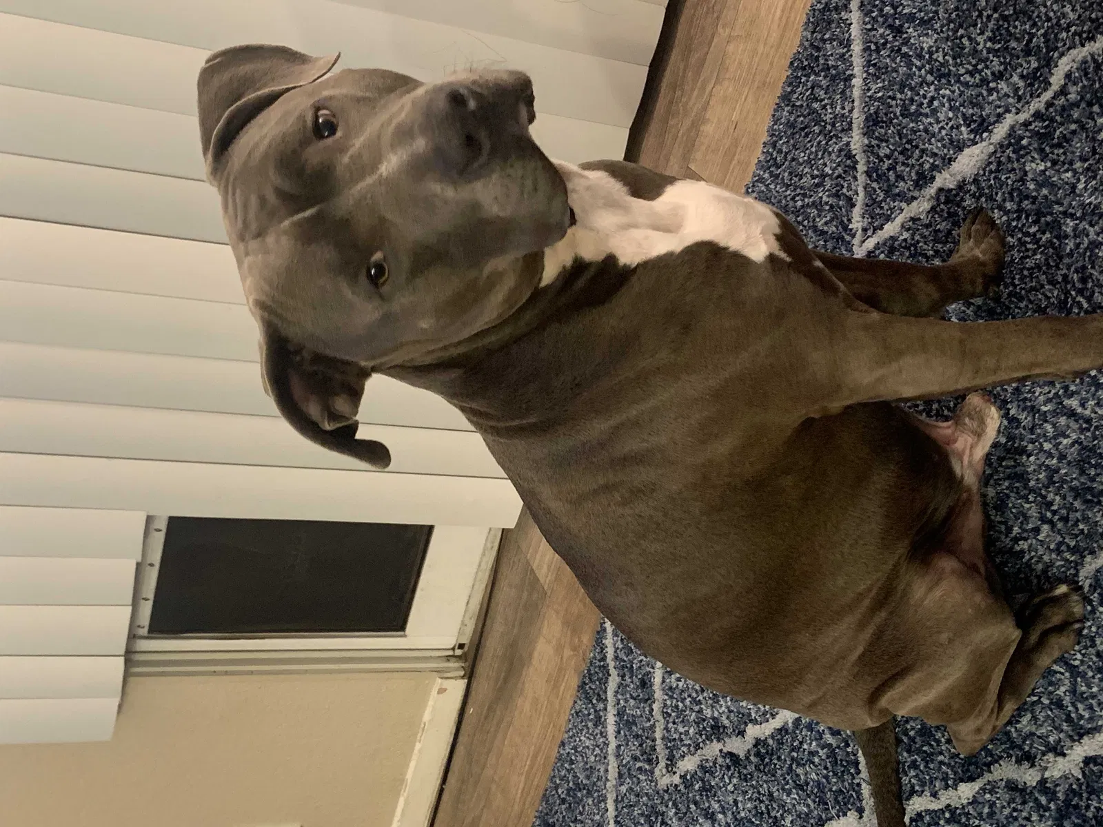 Lost dog in Fairfield, CA, 94533