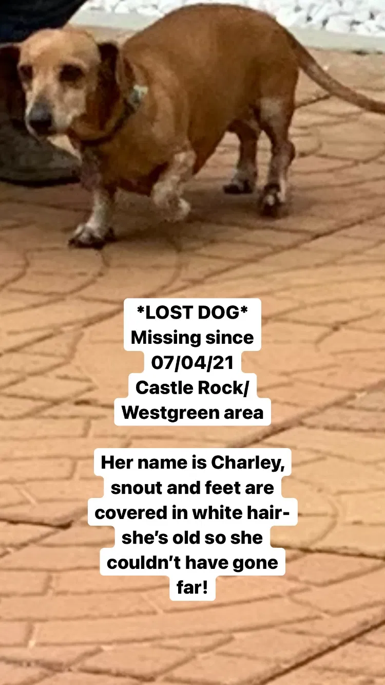 Lost dog in Katy, TX, 77449