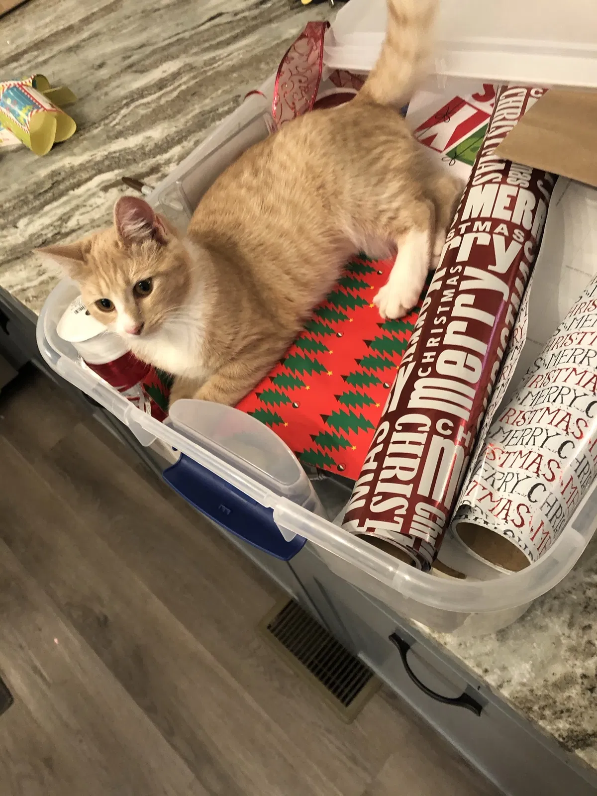 Lost cat in Ellijay, GA, 30536