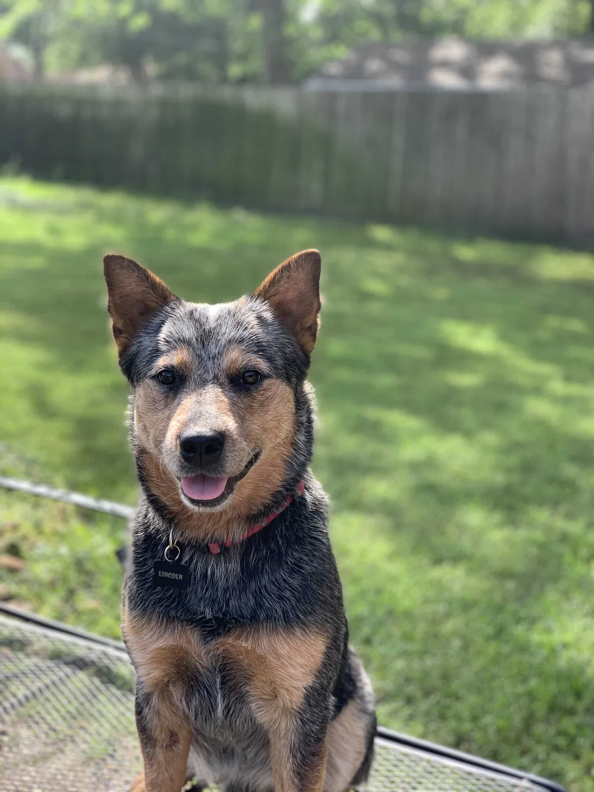 Lost dog in Dayton, TX, 77535