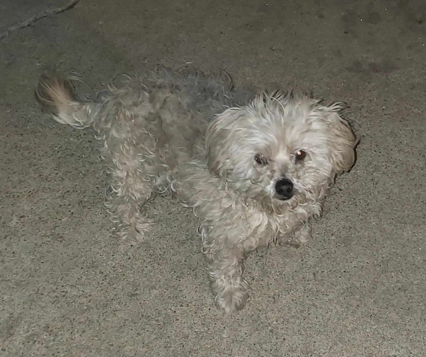 Lost dog in Hawthorne, CA, 90250