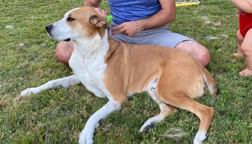 Lost dog in Tulsa, OK, 74129