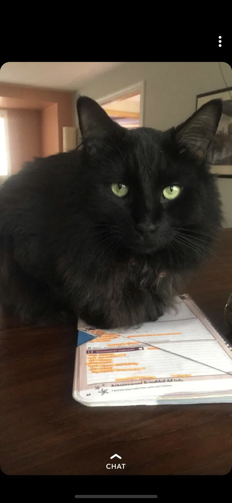 Lost cat in Mc Lean, VA, 22102
