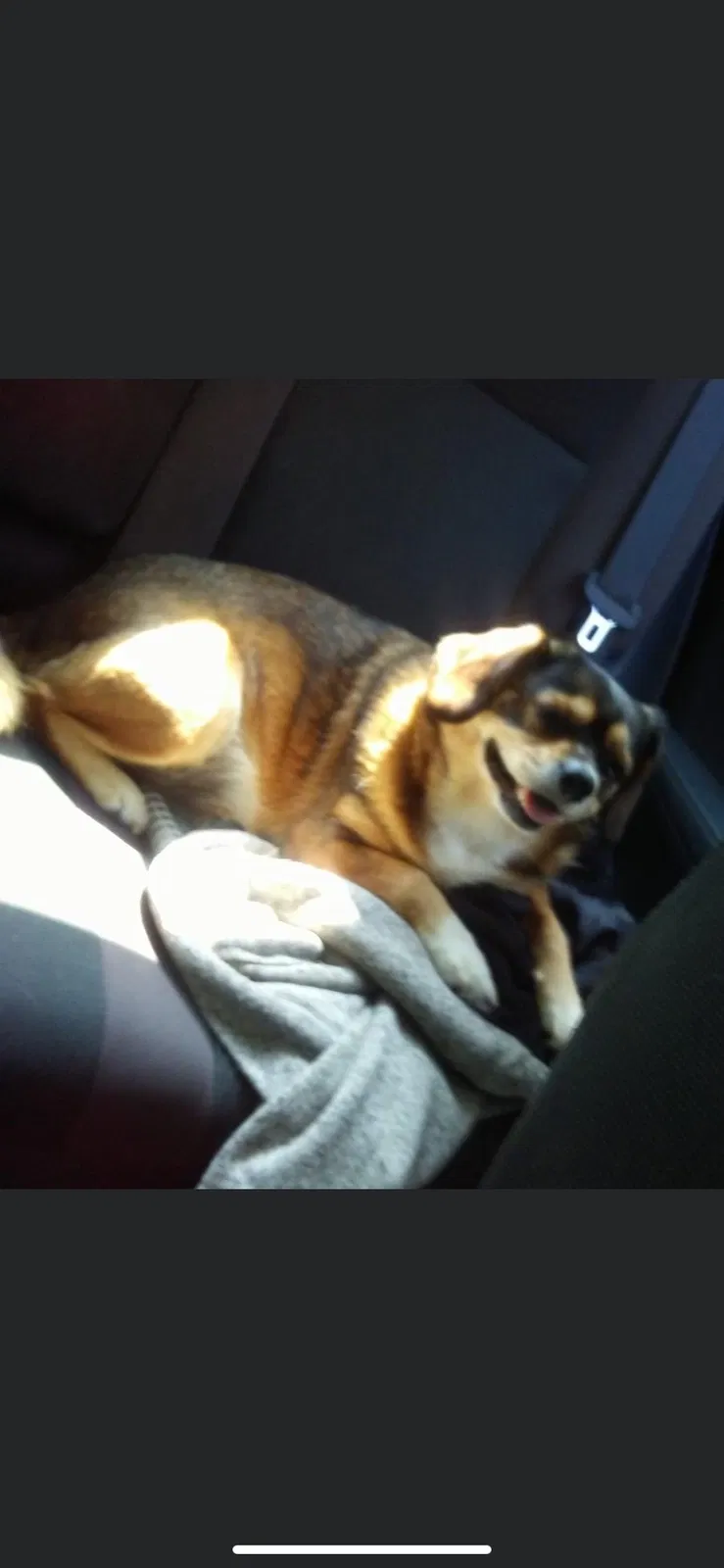 Lost dog in Chantilly, VA, 20152