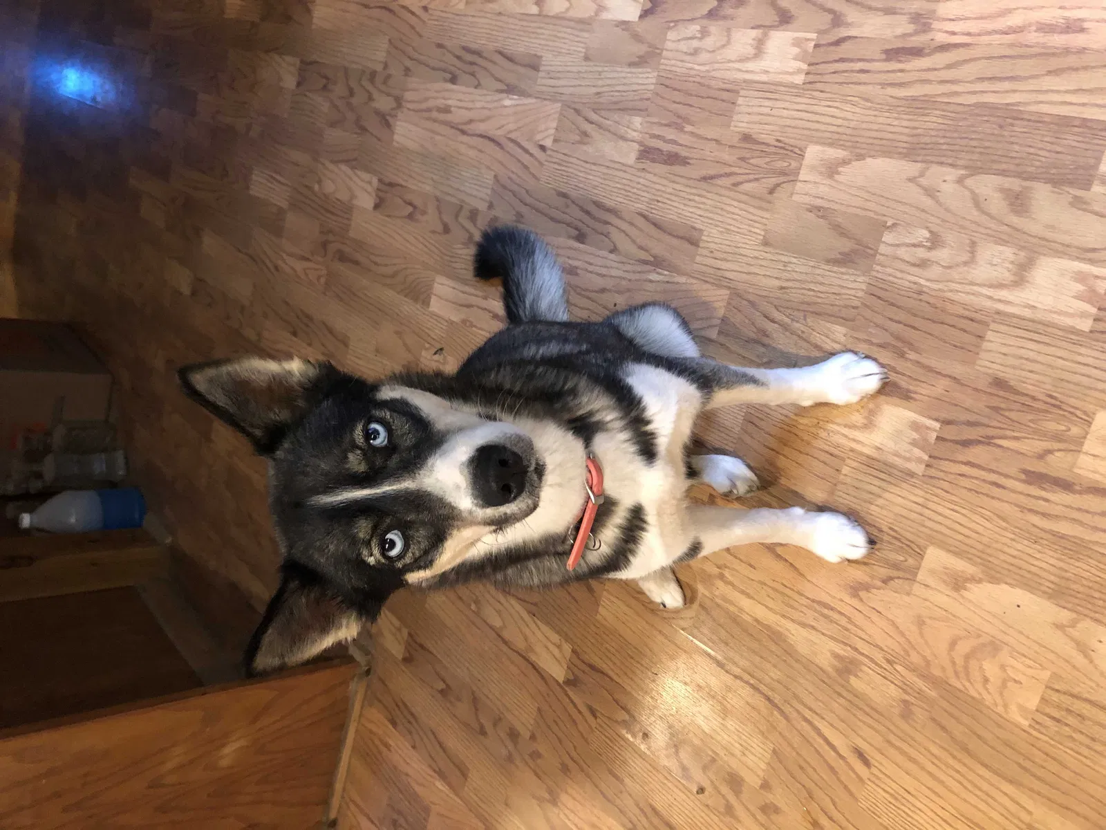 Lost dog in Blanco, TX, 78606