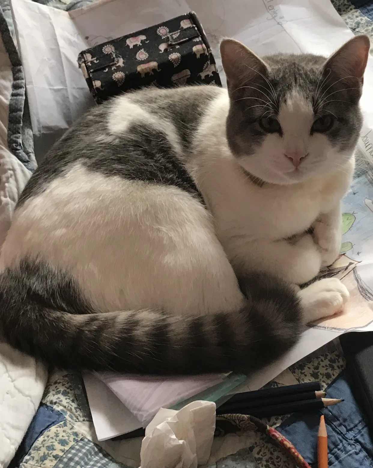 Lost cat in Fairhope, AL, 36532