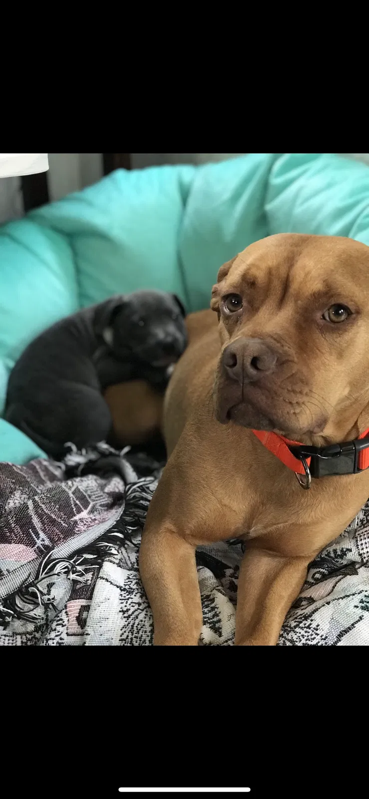Lost dog in Bolivia, NC, 28422
