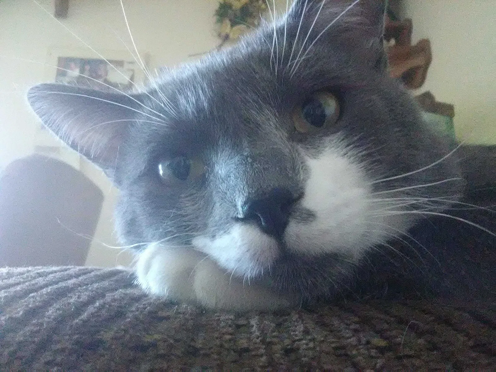 Lost cat in Osage, IA, 50461