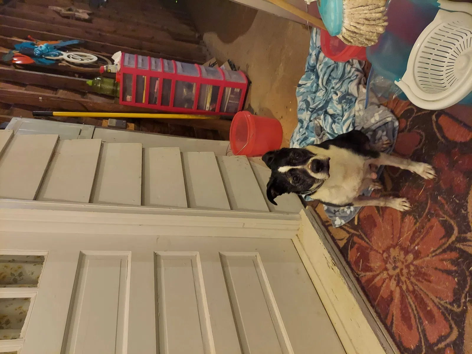 Found dog in Collinsville, VA, 24078