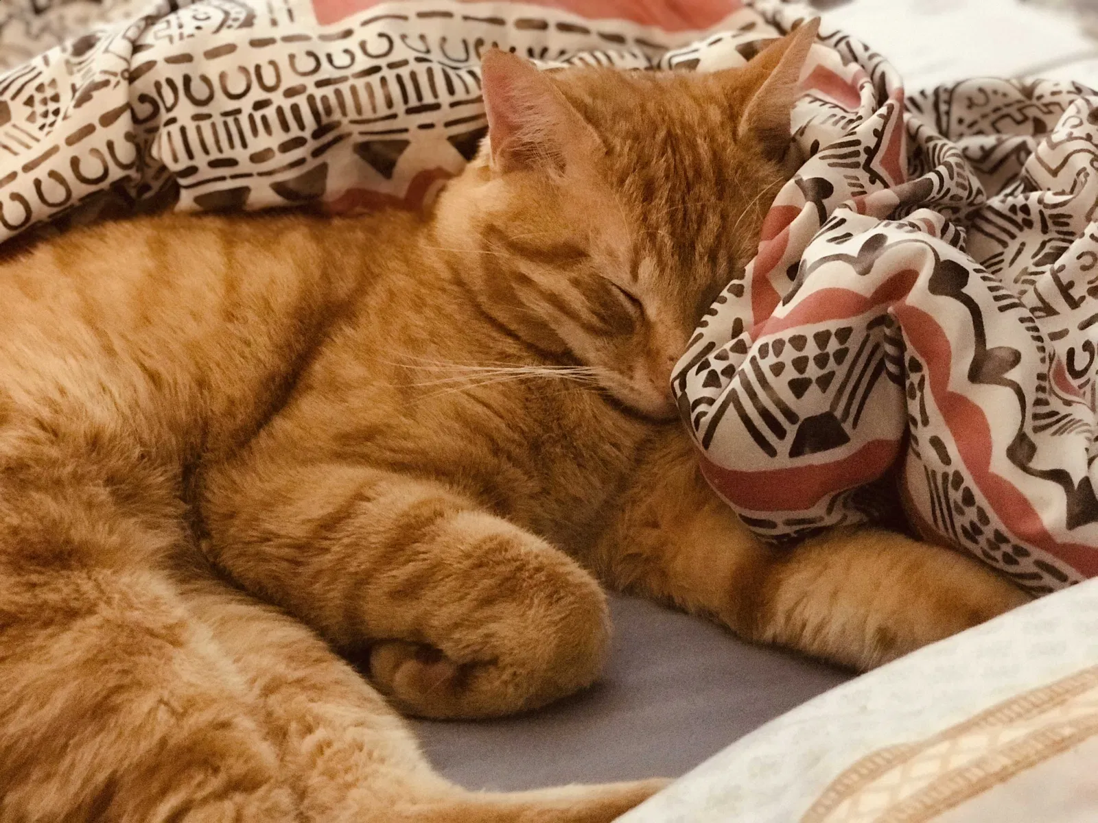 Lost cat in Abilene, TX, 79606