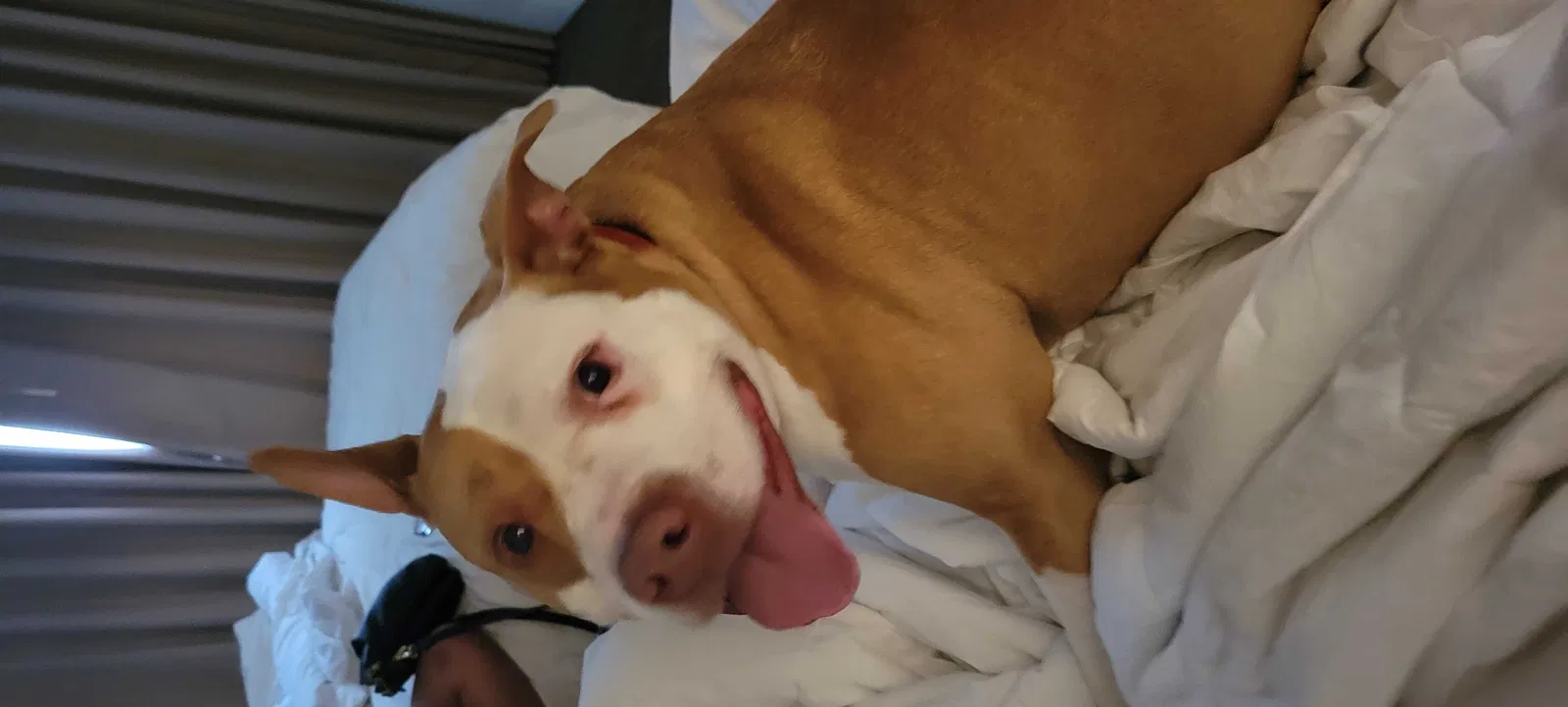 Lost dog in Salt Lake City, UT, 84101