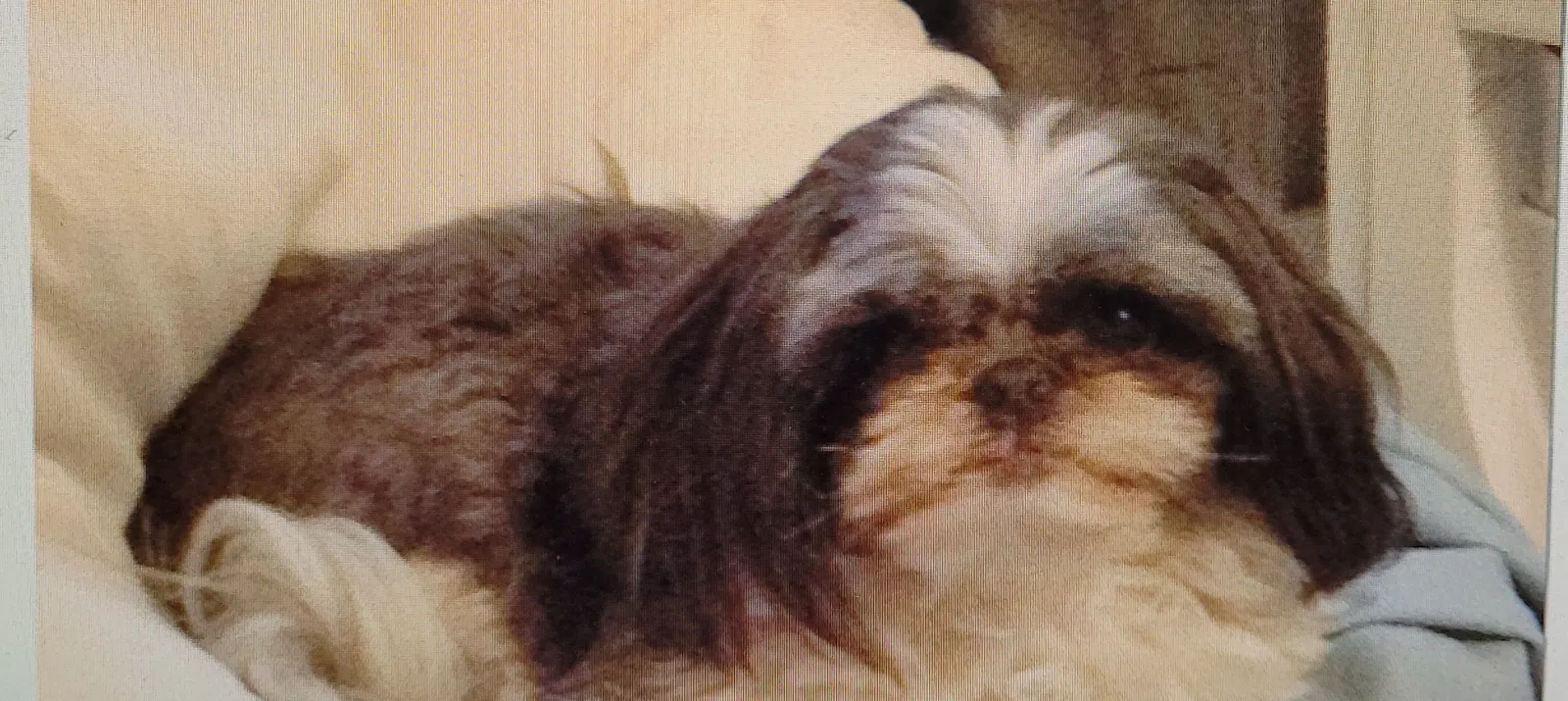 Lost dog in Saint Clair, MI, 48079