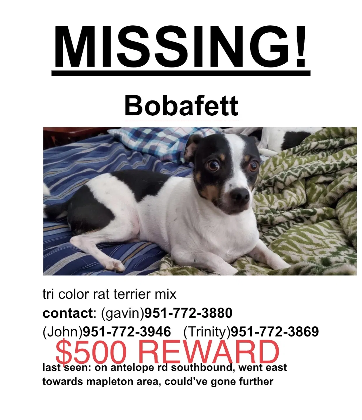 Lost dog in Murrieta, CA, 92563