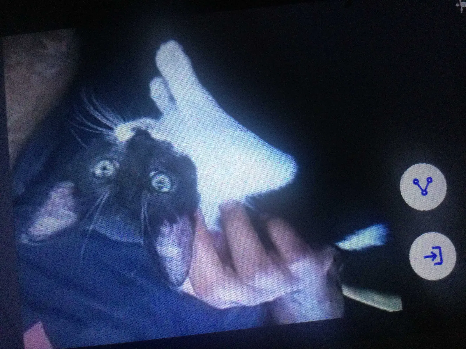 Lost cat in Vallejo, CA, 94590