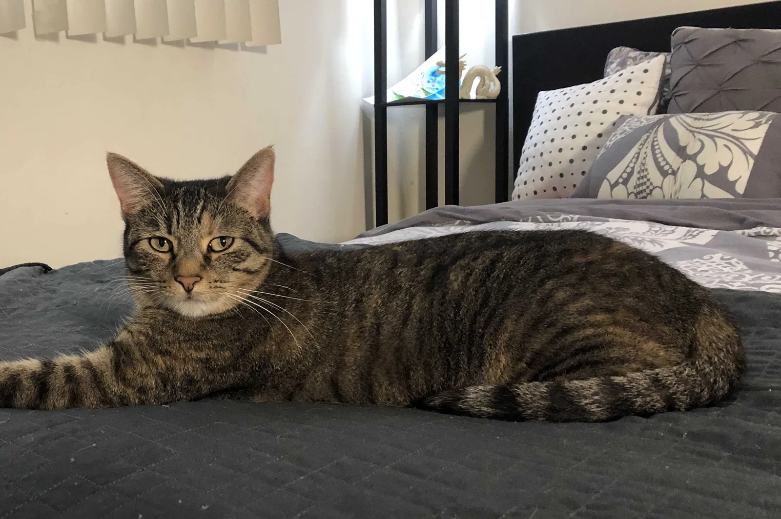 Lost cat in Los Angeles, CA, 90025