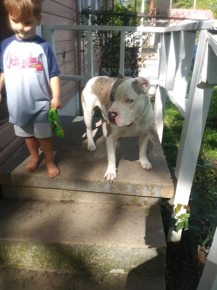 Lost dog in Gadsden, AL, 35901