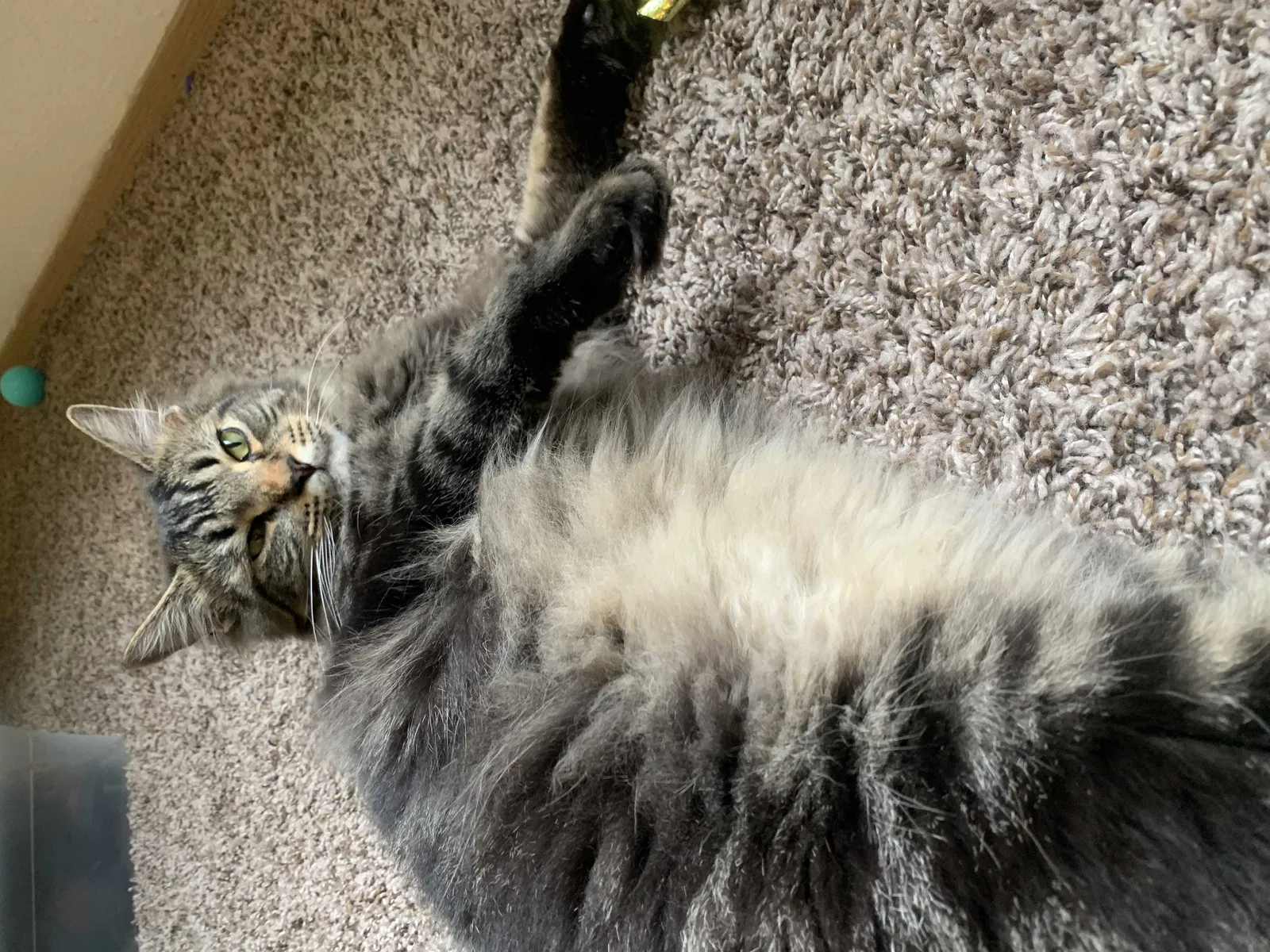 Lost cat in Lacey, WA, 98503