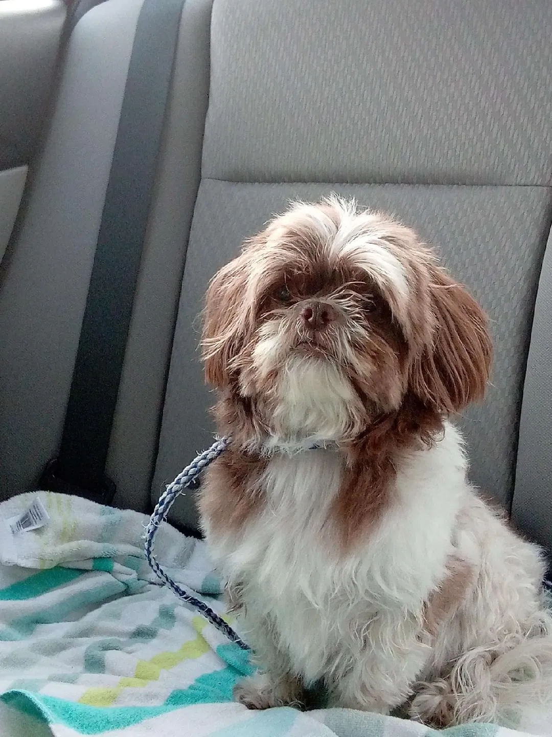 Lost dog in Albuquerque, NM, 87109