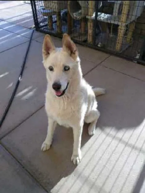 Lost dog in Las Cruces, NM, 88011