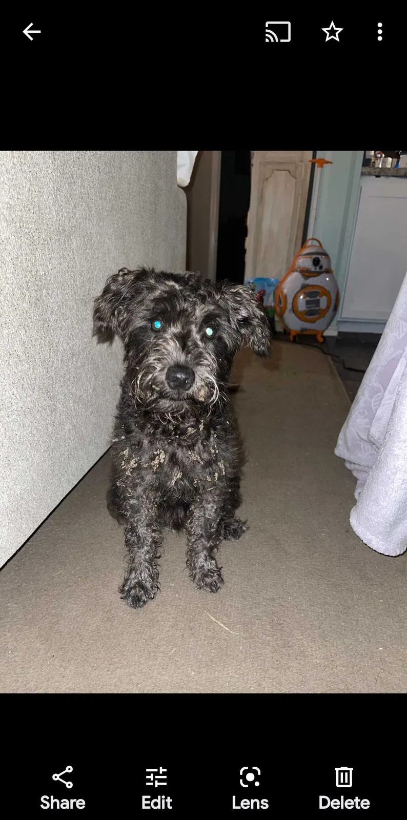 Lost dog in San Antonio, TX, 78233