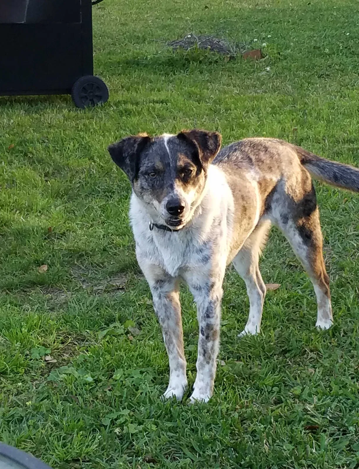 Lost dog in Lafayette, LA, 70508