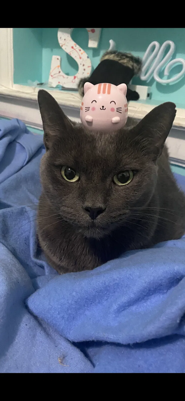 Lost cat in Astoria, NY, 11103