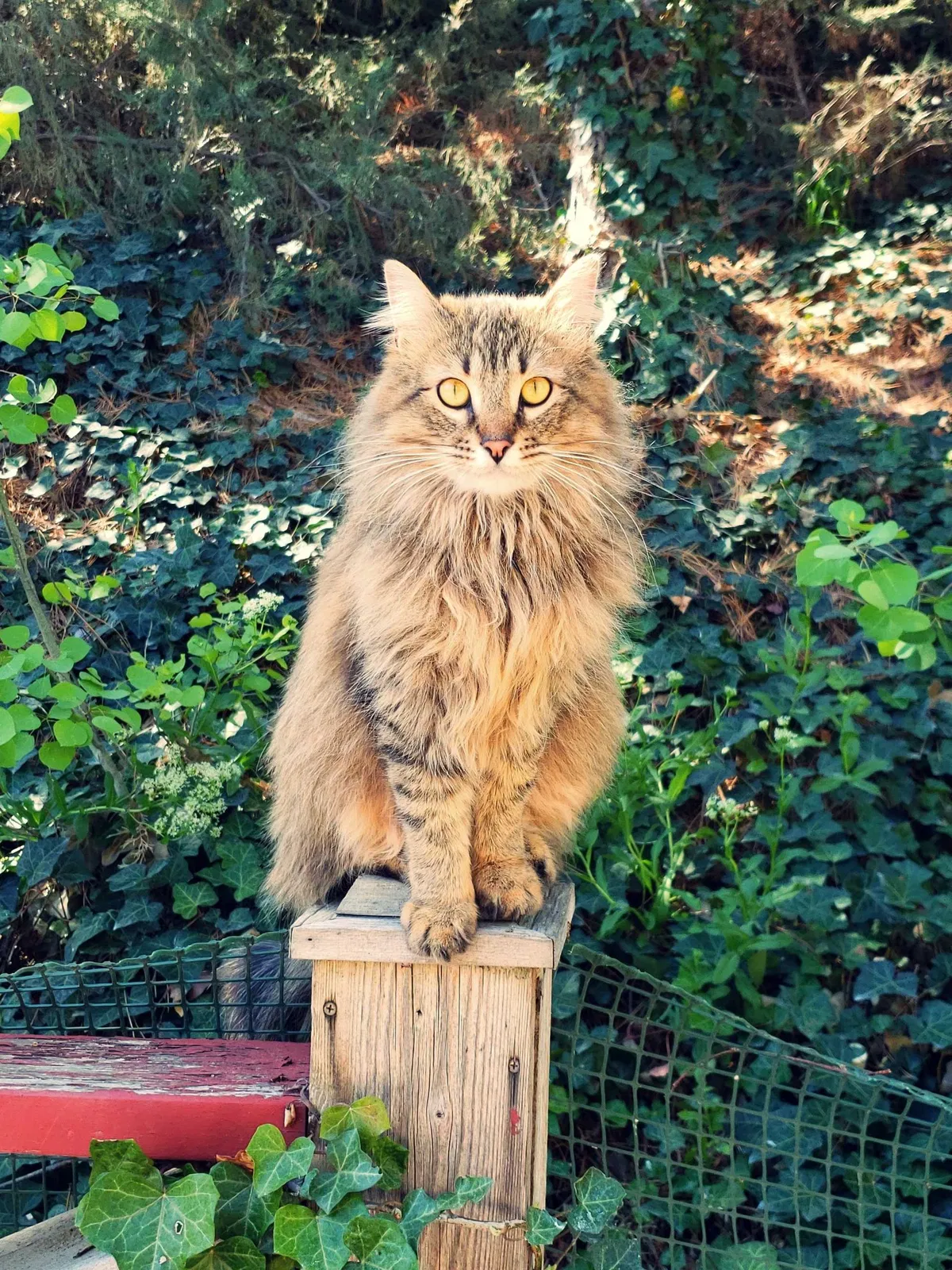 Lost cat in Boise, ID, 83706