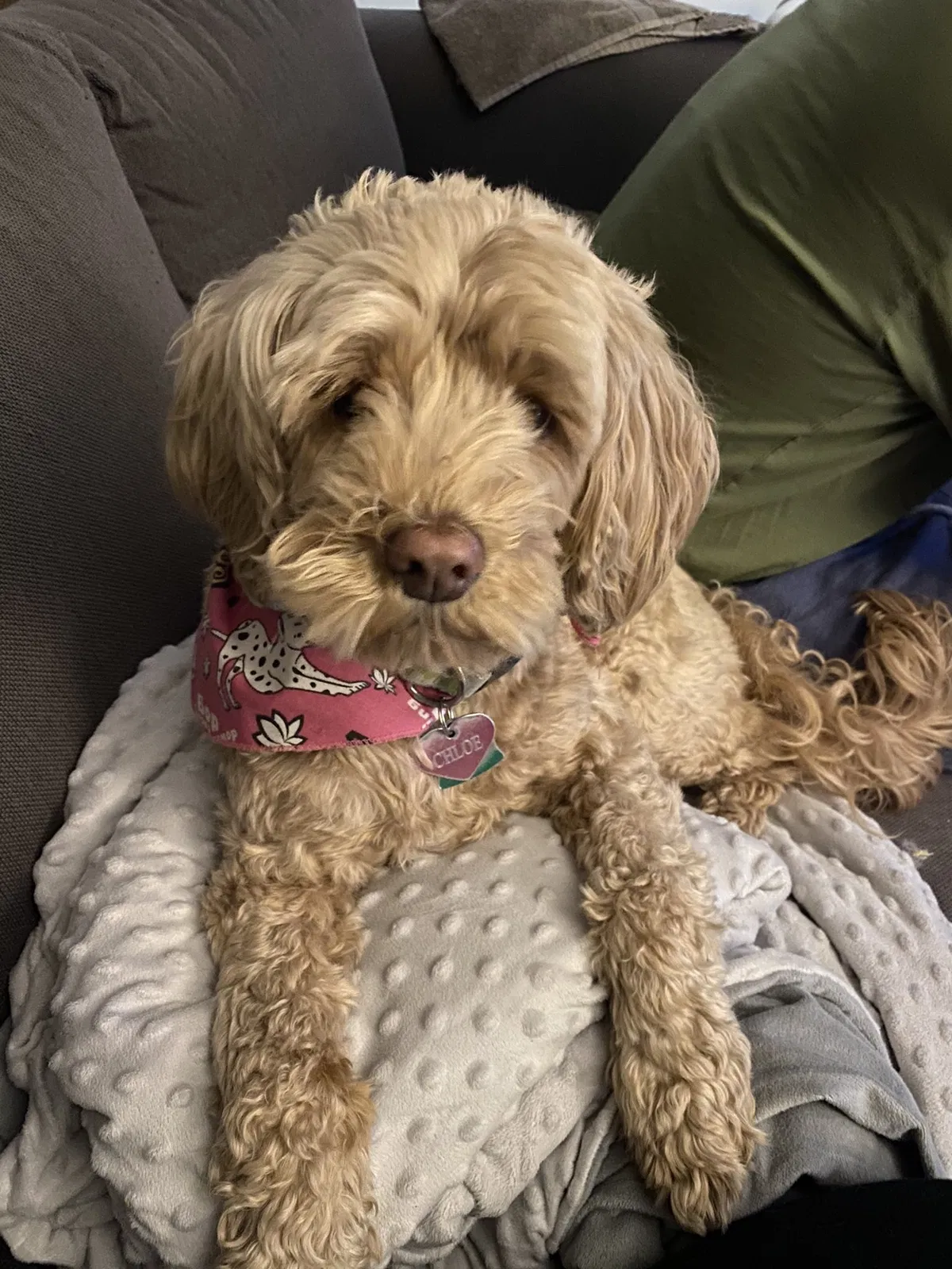 Lost dog in Pacific Palisades, CA, 90272