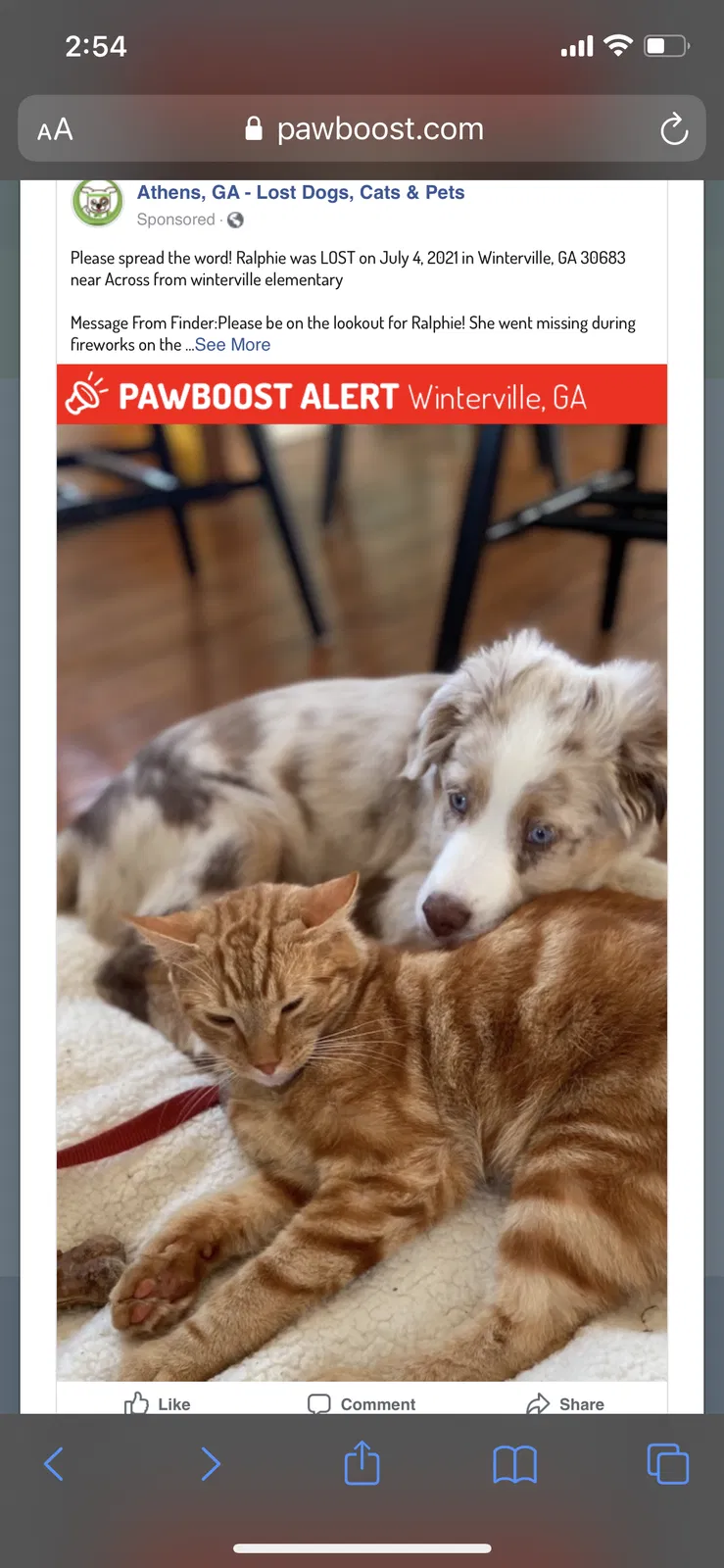Lost cat in Winterville, GA, 30683