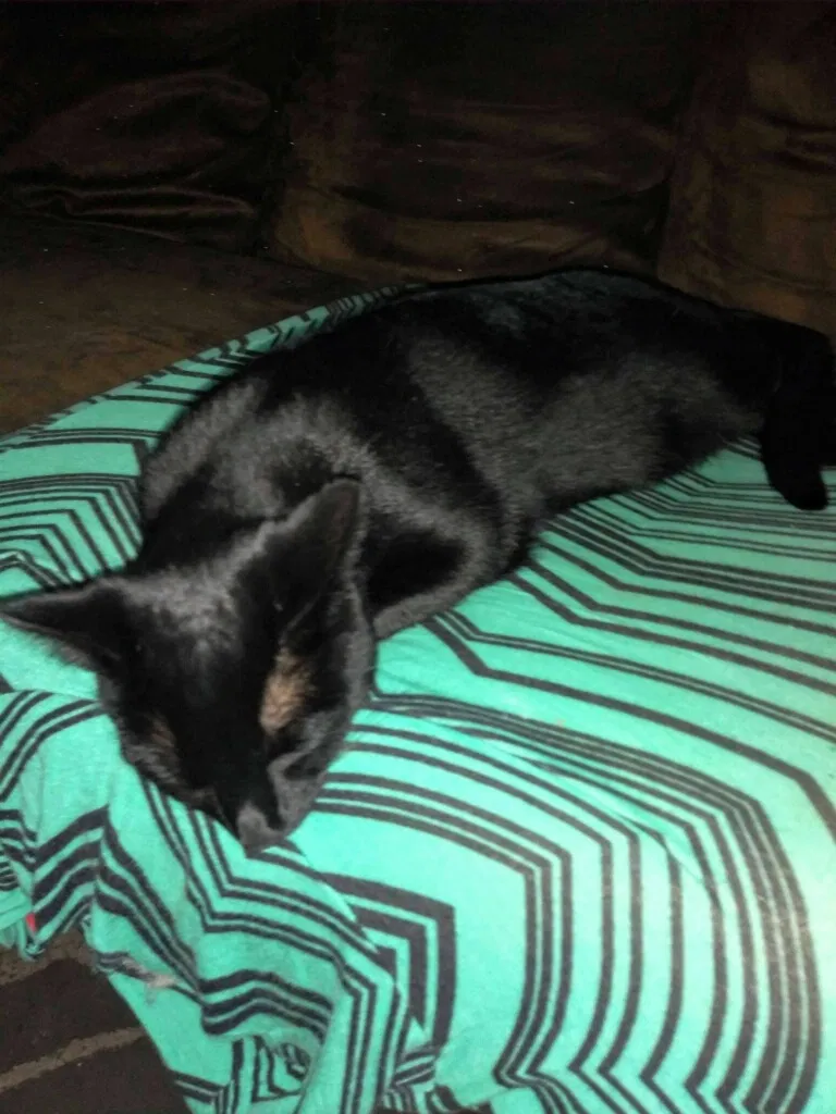Lost cat in Salem, OR, 97303