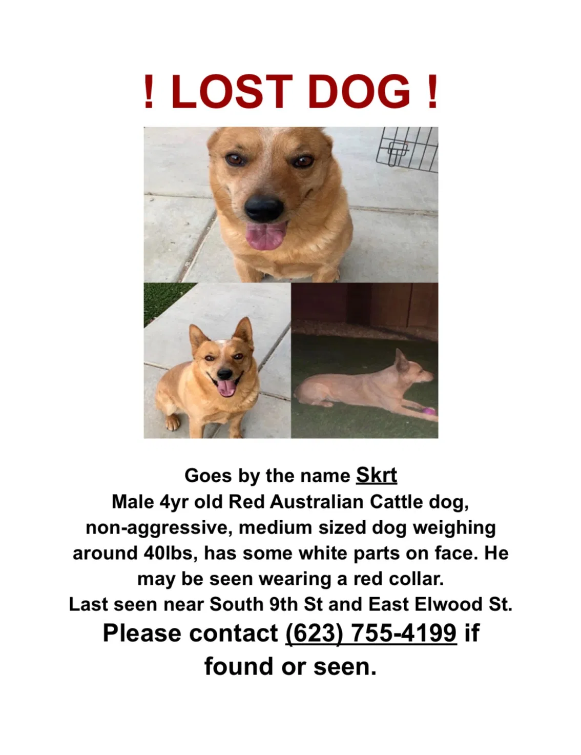 Lost dog in Phoenix, AZ, 85040