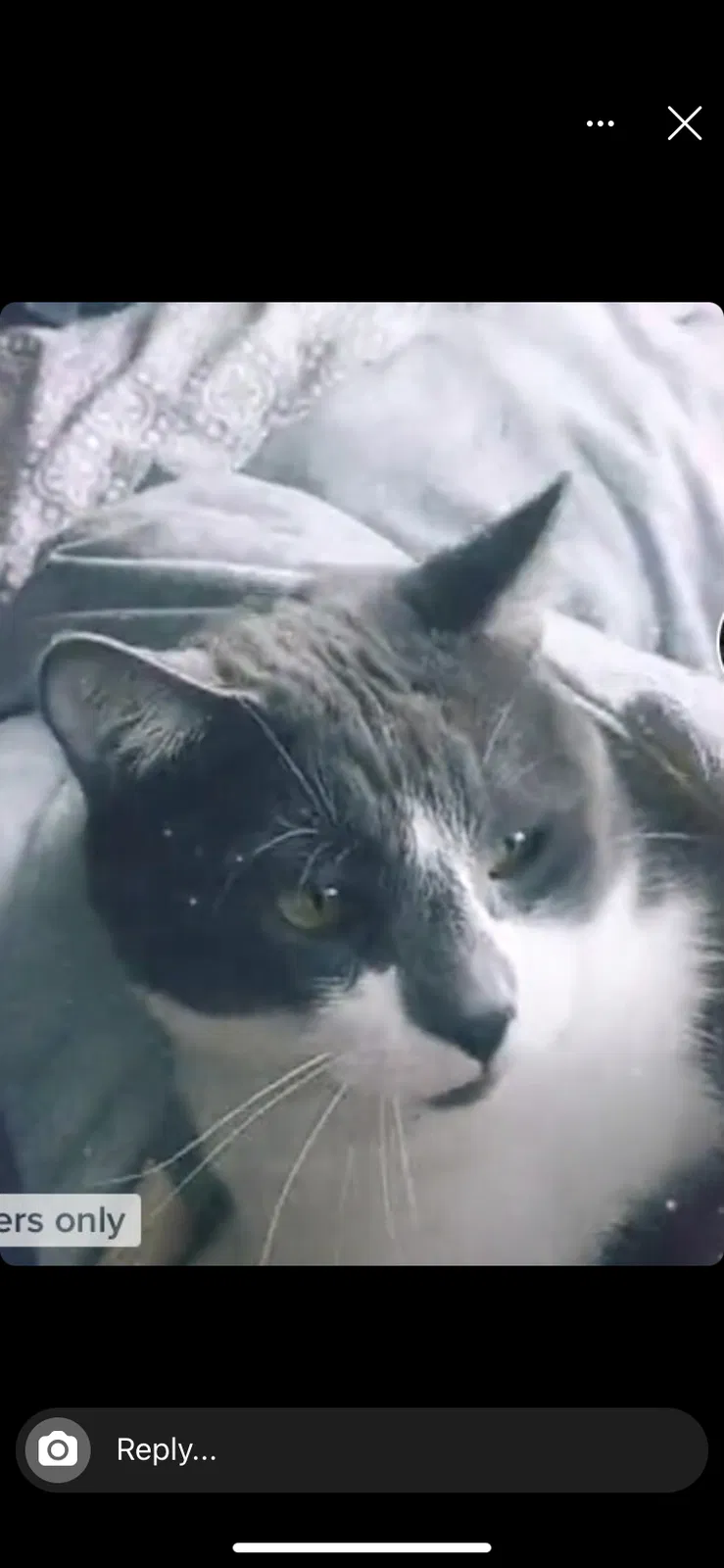 Lost cat in Denver, CO, 80236