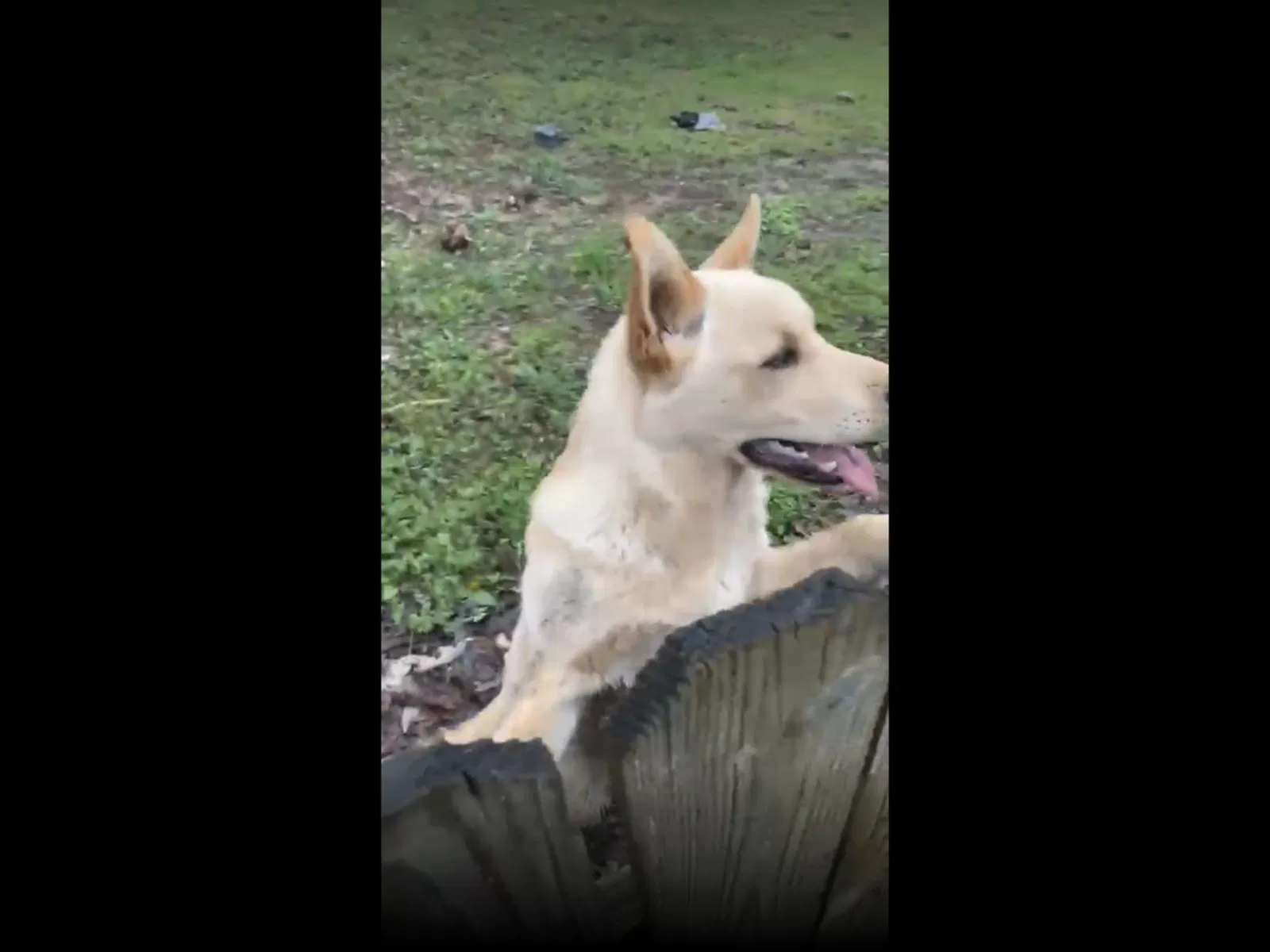 Lost dog in Maylene, AL, 35114